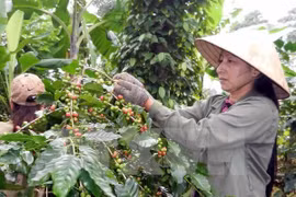 Coffee industry to boost quality, value