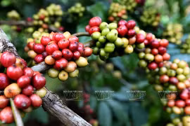 Vietnam’s coffee industry loses global market share 