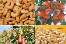 Farm produce exports to China hit 4.3 bln USD in first 9 months