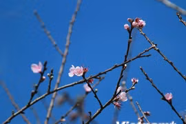 Early peach blossoms in Y Ty