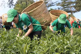 Lam Dong province seeks market for tea
