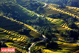 Terraced fields - a man-made wonder