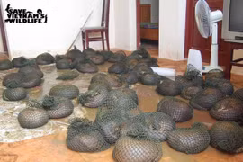 Pangolin threatened with extinction