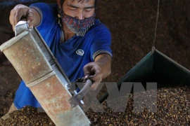 Dak Lak: Coffee output continues dropping