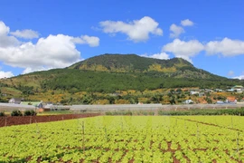 Highland Da Lat dyed yellow in wild sunflower season