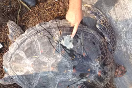 Wild animals rescued in central provinces