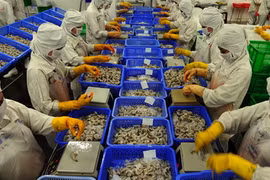 Shrimp exports to US likely to increase in last months of 2015 