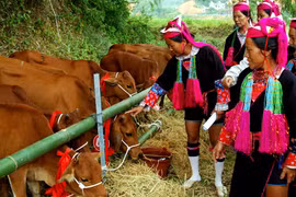 Binh Phuoc gives breeding cows to ethnic minority households