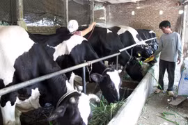 Vinh Phuc spends big on cow farms in Tam Dao 