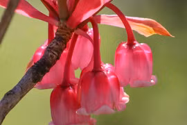 Bell-shaped peach blossoms vibrate Ba Na Hills