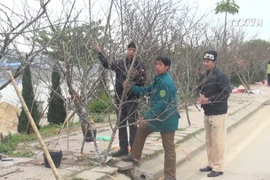 Wild peach blossoms attract visitors during Lunar New Year