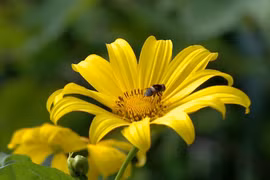 Wild sunflowers shine bright on Ba Vi mount 