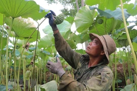 Lotus fields in Ha Nam during harvest season