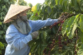 Third Vietnam Coffee Day opens in Gia Lai
