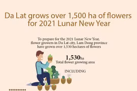Da Lat grows over 1,500 ha of flowers for 2021 Lunar New Year
