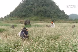 Pristine buckwheat flowers impress visitors