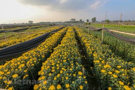 Tay Tuu flower village blooms for Tet