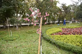 First Japanese sakuras begins to bloom in Hanoi