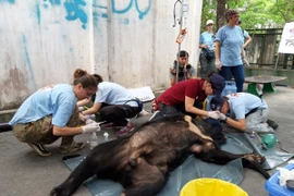 Three captive bears in Dong Nai sent to sanctuary