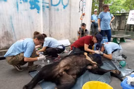 Three captive bears in Dong Nai sent to sanctuary