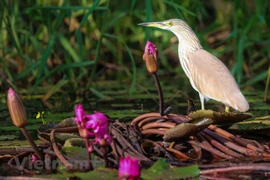 Tram Chim Park home to spectacular diversity of bird species