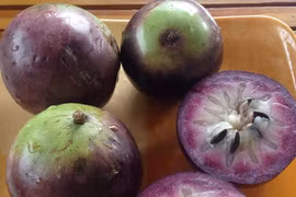 Star apple shipment to US to increase threefolds
