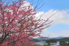 Dien Bien hosts cherry blossom festival