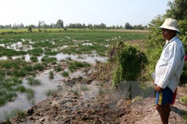 Mekong Delta region adapts to climate change 