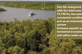 Can Gio biosphere reserve