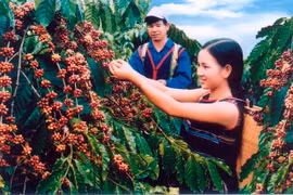 Coffee sector: performance yet to live up to potential