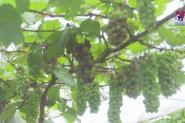 Young farmer makes fortune from grapes