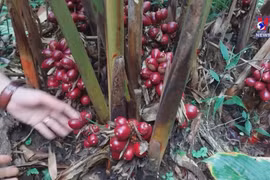 Dien Bien protecting forests associated with economic development