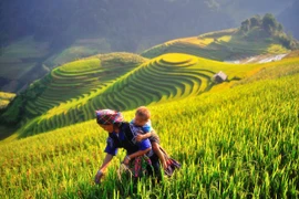 CNBC: Mu Cang Chai should top 2020 travel list