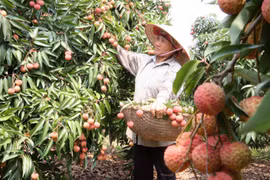 Hai Duong expands int’l standard lychee plantation