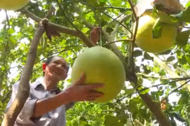 Exotic fruits much sought after for Tet holiday