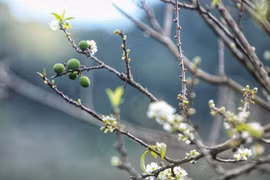 Mu Nau plum blossom brightens up Moc Chau plateau