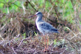 The home of water, migratory birds in northern Vietnam