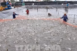Kien Giang provides identification codes for shrimp farms