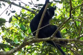 Endangered langur spotted in Bac Kan nature reserve