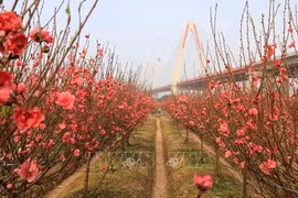 Peach blossoms - a symbol of Lunar New Year