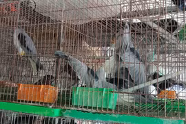 WWF calls for permanent shutdown of wildlife markets over COVID-19 concerns