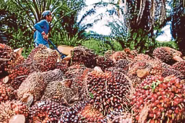 Palm oil is one of the Malaysian products exported to Vietnam. (Photo: NST)