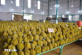  Vietnamese durian is increasingly popular among Chinese consumers. (Photo: VNA) 