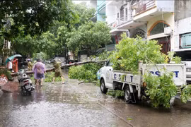 Competent forces are cleaning up a street in Ha Long city, Quang Ninh province, after the storm. (Photo: VNA)