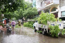 Competent forces are cleaning up a street in Ha Long city, Quang Ninh province, after the storm. (Photo: VNA)