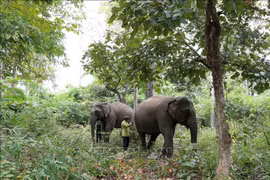 Domestic elephants are raised in a semi-wild form in the forest of KRongNa commune in Buon Don district of Dak Lak province. (Photo: VNA) 