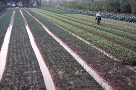 A farm in Van Tao commune, Thuong Tin district, Hanoi (Photo: VNA)