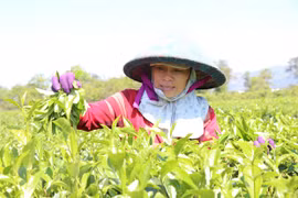 Attracting green tea hill in Gia Lai