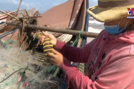 Fishermen in Quang Tri enjoying bumper catches
