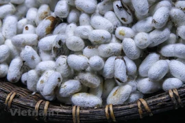 Co Chat silk thread in Nam Dinh
